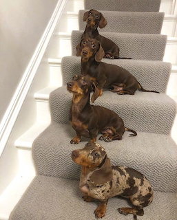 Four dachshunds posed on a carpeted indoor staircase