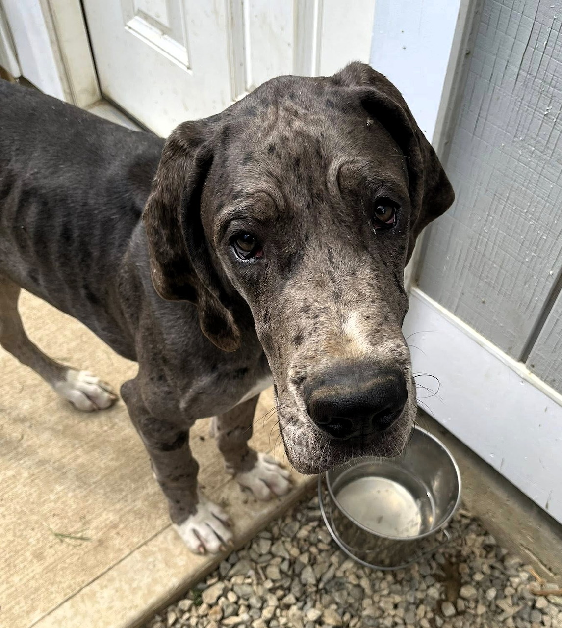 Fergus the Great Dane Puppy