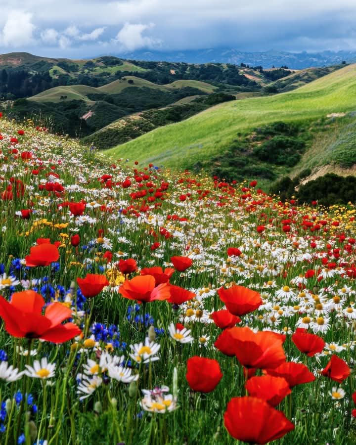 Wildflower Meadow Green Hills