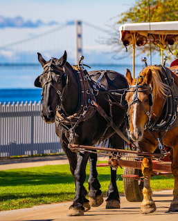 Black horses pulling ornate carriage on green lawn with bridge and lake view
