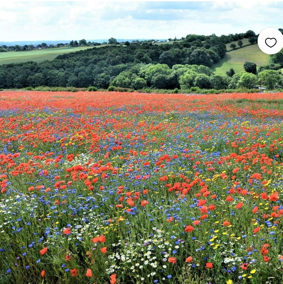 Poppy Field Wildflower Meadow
