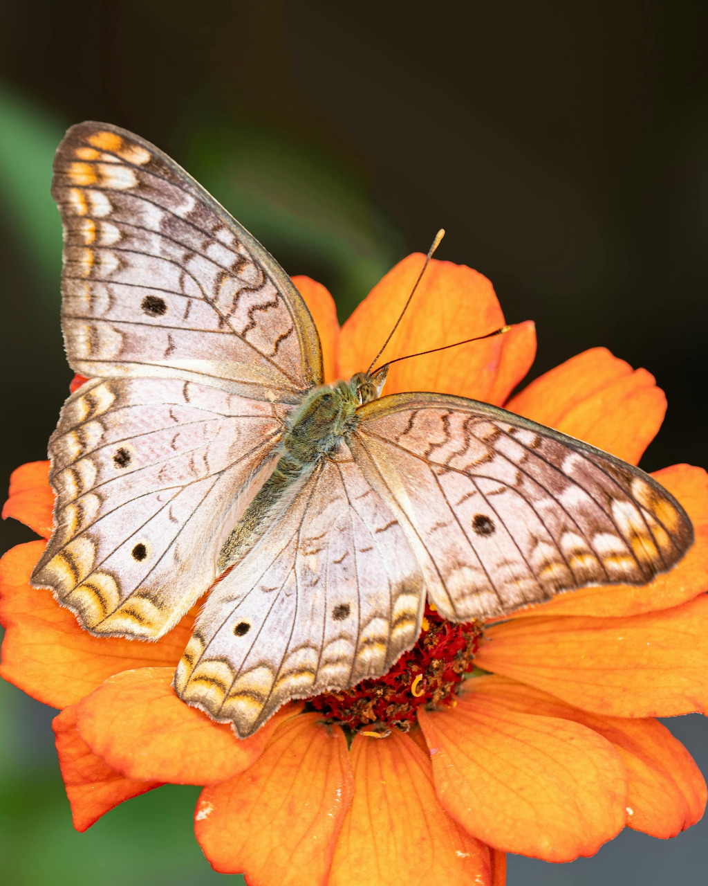 White butterfly with brown spots perched on orange zinnia flower