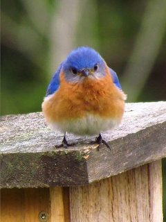 Fluffy bluebird with blue head and orange breast perched on wooden fence, appearing grumpy