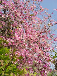 Pink Flowering Tree