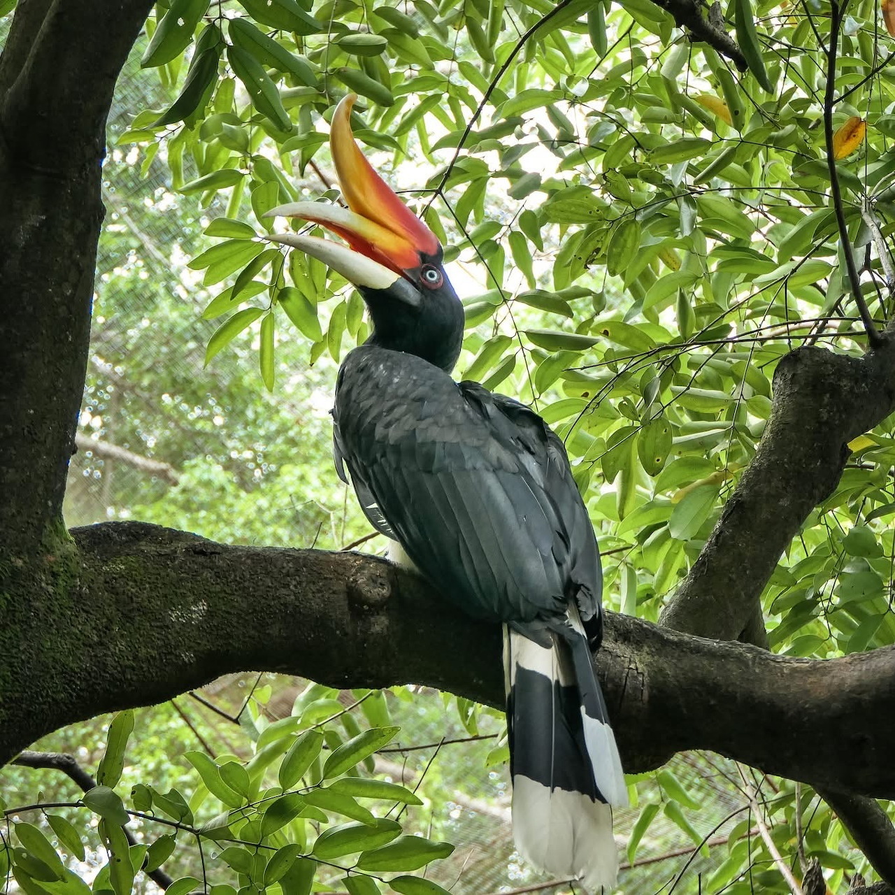 Hornbill bird with colorful beak perched on branch in lush green forest canopy