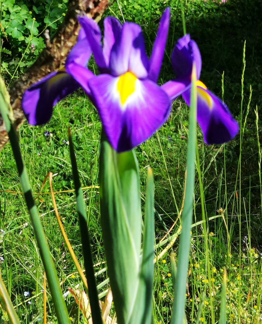 Close-up of a purple iris flower with yellow markings bloming among green leaves in a garden