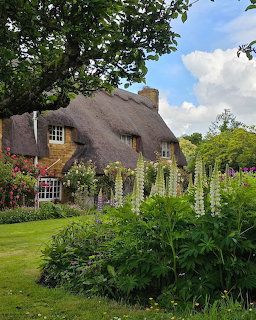 English thatched cottage with colorful garden featuring white lupins and roses on a sunny day