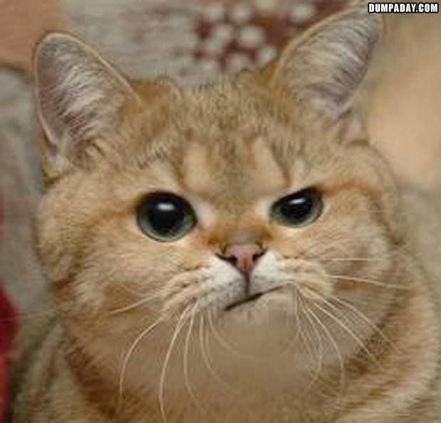 Orange tabby cat with wide green eyes looking at camera with curious expression