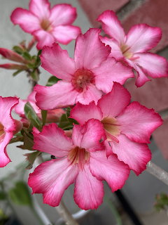 Cluster of pink and white desert rose adenium flowers bloming with green leaves