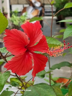 Close-up of a bright red hibiscus flower with yellow-tipped stamen among green leaves
