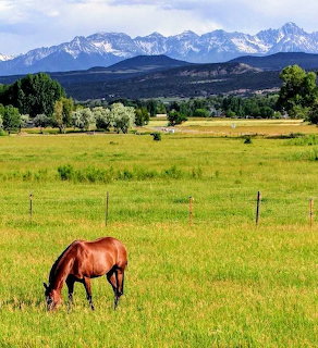 Brown horse grazing in green pasture with snow-capped mountains in background
