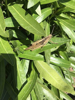 Brown grasshopper on green leaves in sunlight