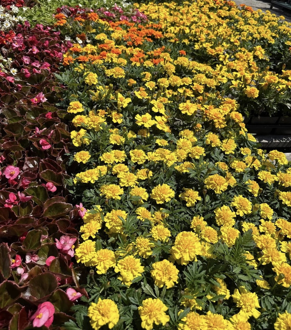 Rows of bright yellow marigolds with orange marigolds and pink begonias at a garden nursery