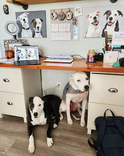 Four dogs posing in kitchen with white cabinets and wood countertop