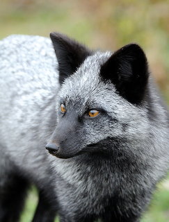 Close-up portrait of a silver fox with gray fur and black ears
