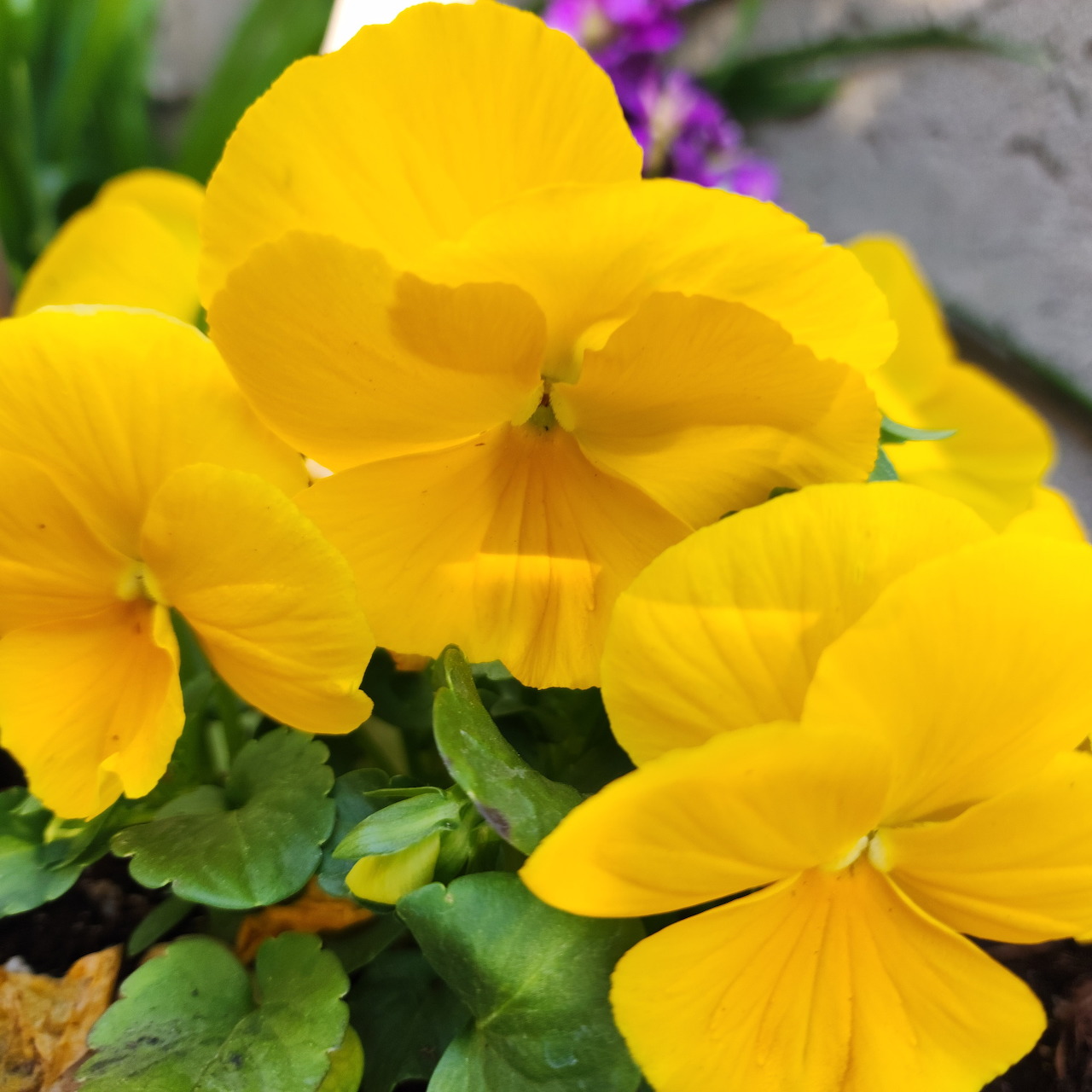 Yellow pansy