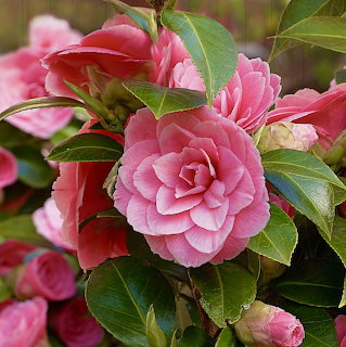 Pink camellia flowers with green leaves blooming on branches