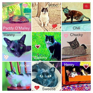 Eastside Cats Collage