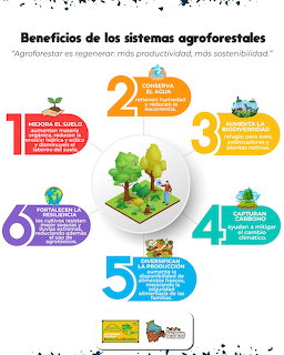 Infographic in Spanish showing 6 benefits of agroforestry systems with icons and a central tree illustration