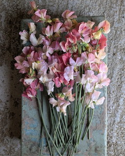 Bunch of pink and lavender sweet pea flowers laid flat on a weathered blue-gray surface
