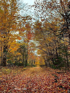Autumn Forest Trail