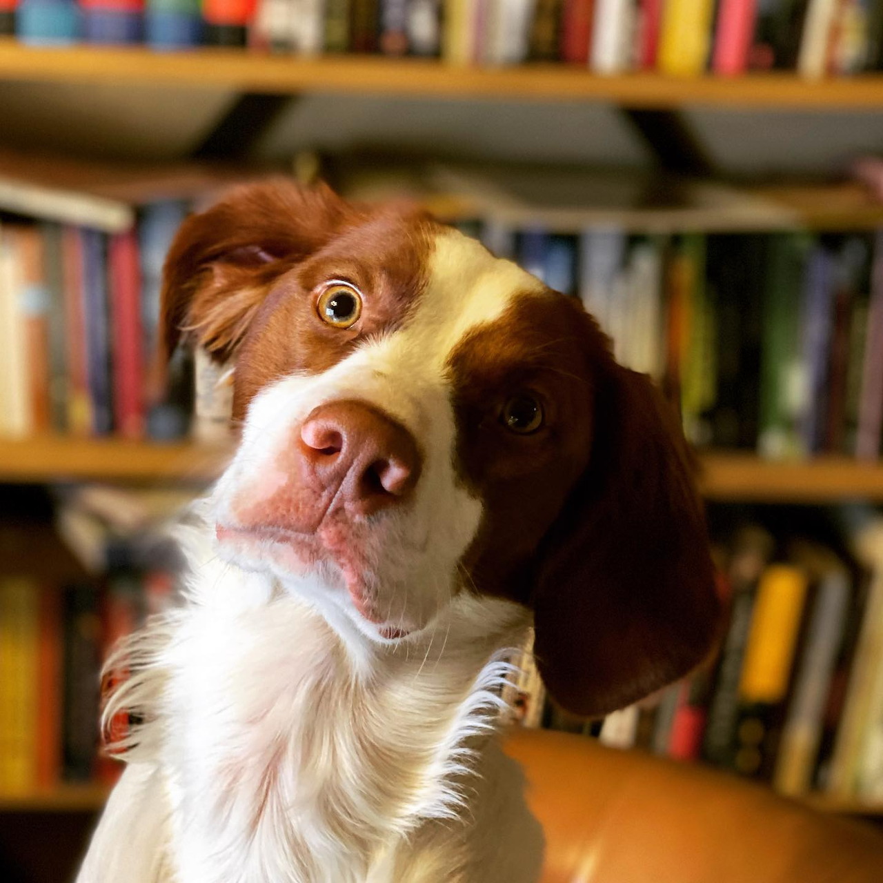 Brown and white dog tilting its head in front of blurred bookshelves