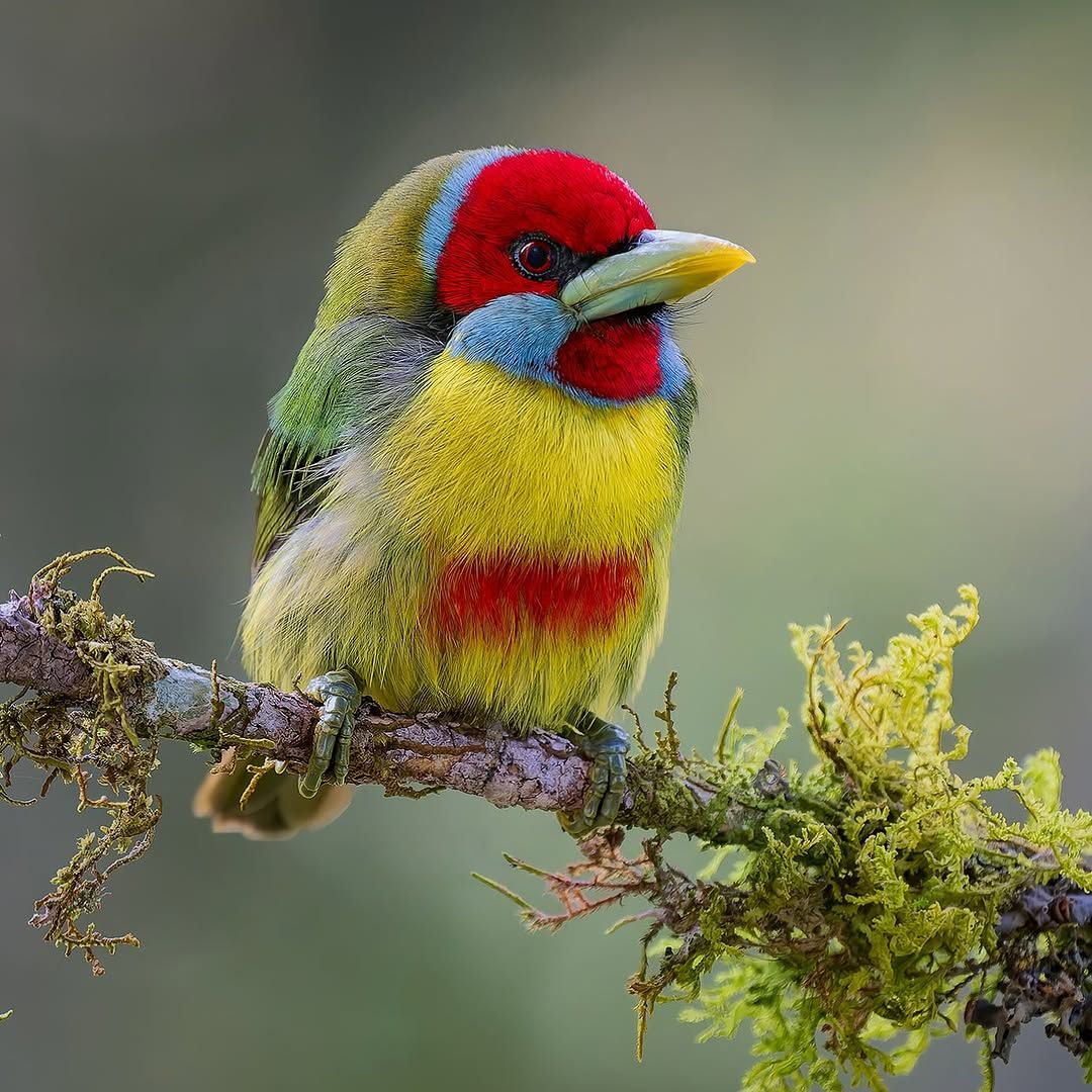Colorful Versicolored Barbet bird with red head and yellow-green body perched on mossy branch