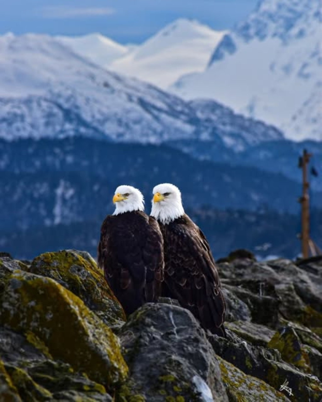 Two bald eagles sitting on rocky outcrop with snowy mountains behind them