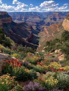 Wildflowers in red, yellow, and purple blooming on a Grand Canyon overlook with layered canyon walls beyond