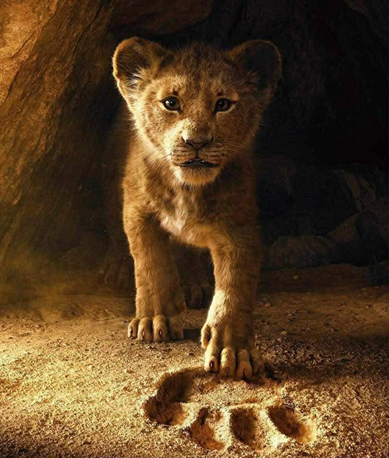 Young lion cub standing on sandy ground inside a dimly lit cave