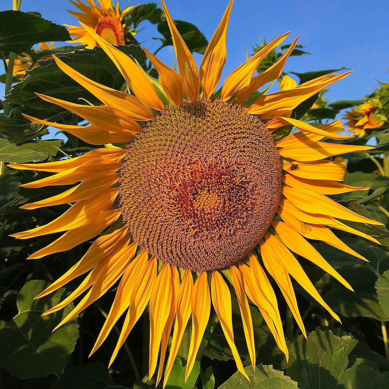 Sunflower in Bloom