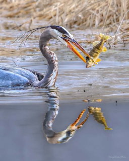 Great blue heron in shallow water holding a fish with its reflection visible