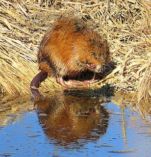 Muskrat bending down to drink from blue water, surrounded by dried grass