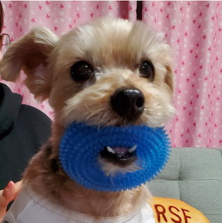 Small fluffy dog holding blue ring toy in mouth against pink polka dot background