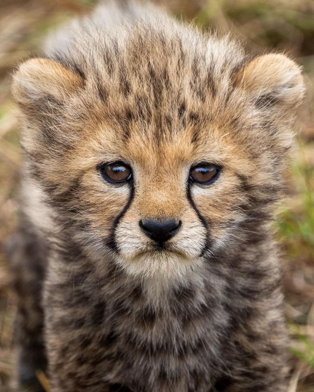 Young cheetah cub with spotted fur looking forward