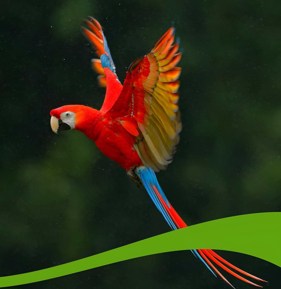 Scarlet macaw with outstretched wings flying over green leaf, showing red, yellow and blue feathers