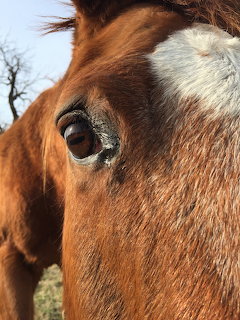 Close-up of a chestnut horse's eye and face with a white blaze marking