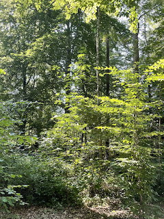 Bavarian Park Wood