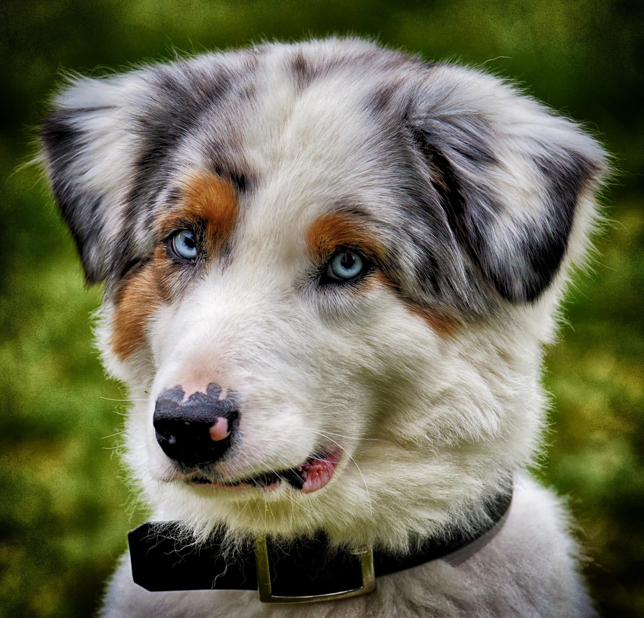 Close-up of an Australian Shepherd dog with blue eyes and a black collar