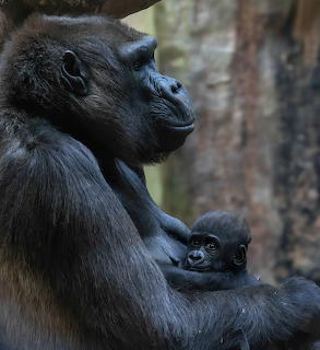 Adult gorilla holding and looking down at baby gorilla against tree bark background
