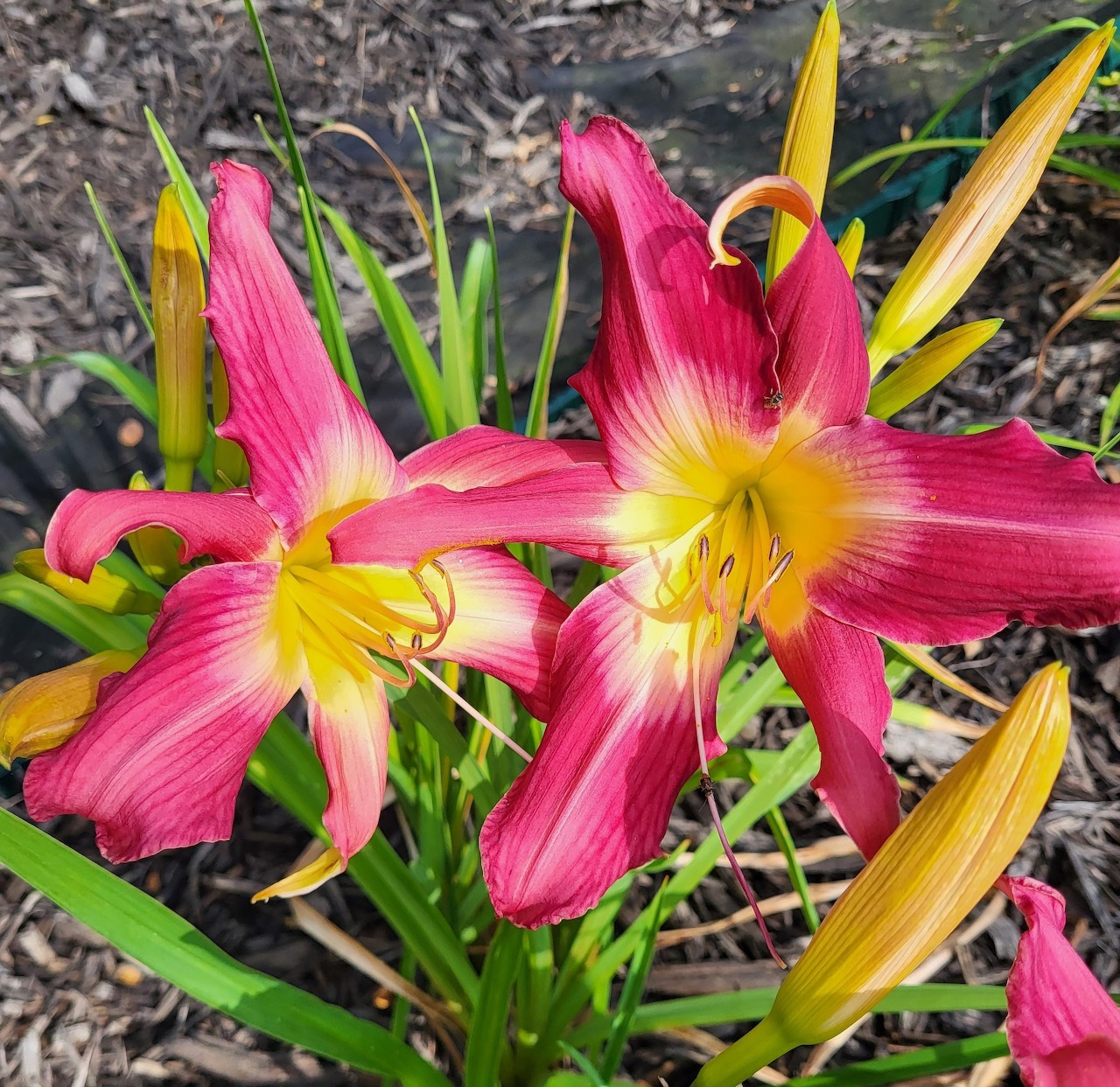 Close-up of bright pink daylilies with yellow centers and green leaves