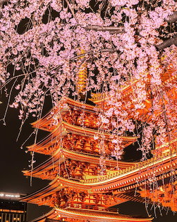 Cherry Blossoms at Japanese Temple