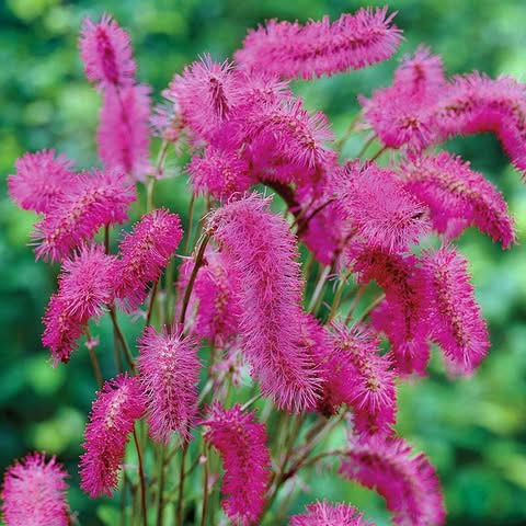 Cluster of bright pink bottle brush flowers with fuzzy blooms on green stems