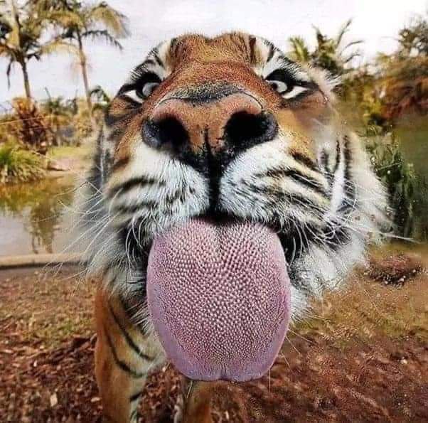 Tiger Licking Glass