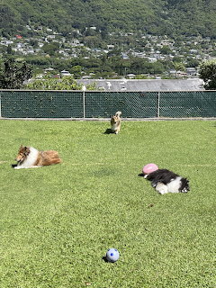 Three Shetland Sheepdogs on grass with ball, mountains behind