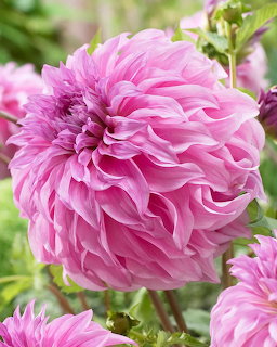 Close-up of a large pink dahlia flower with tightly layered petals in a garden