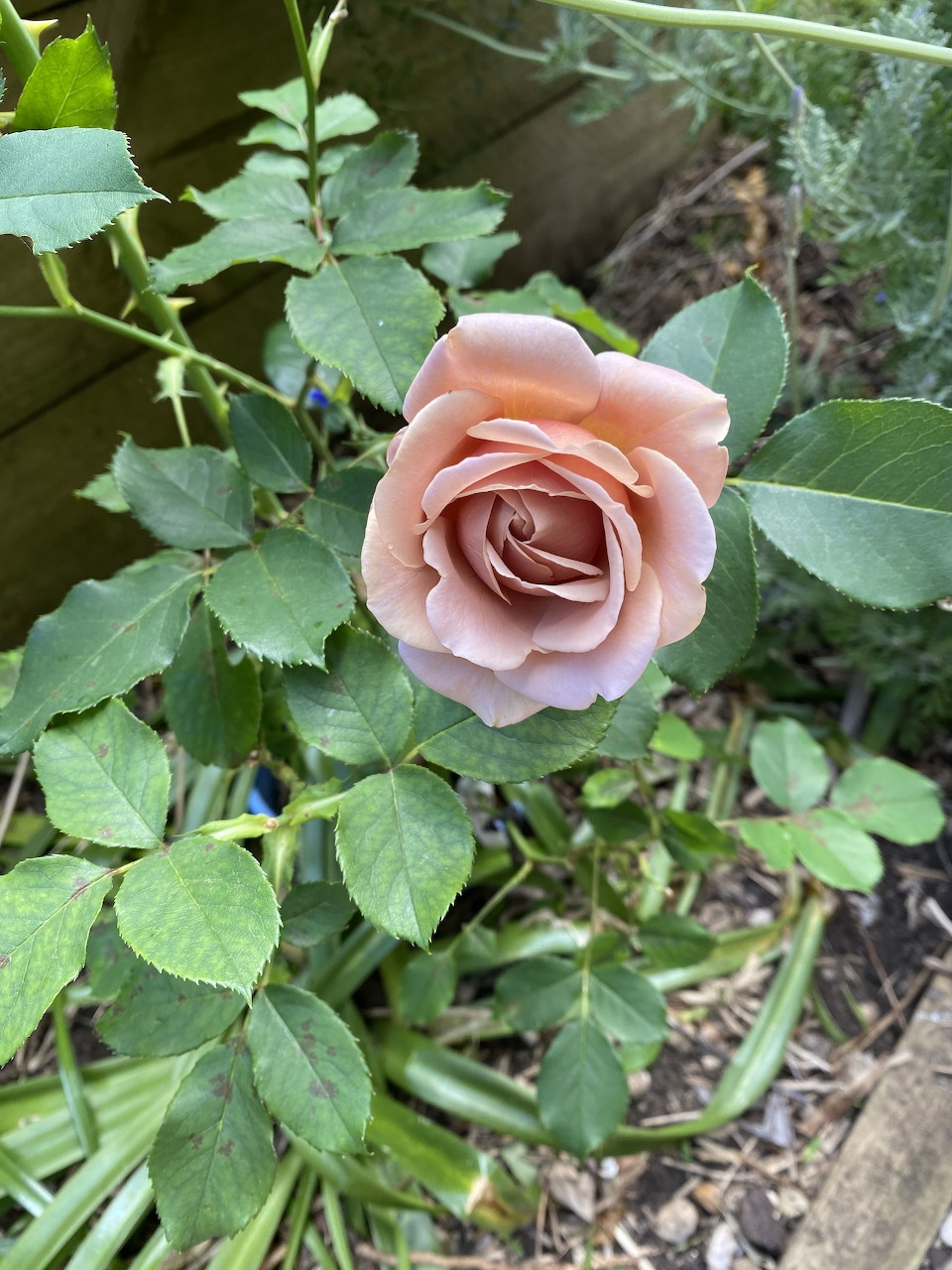 Close-up of a single peach-colored rose in bloom among green foliage in a garden