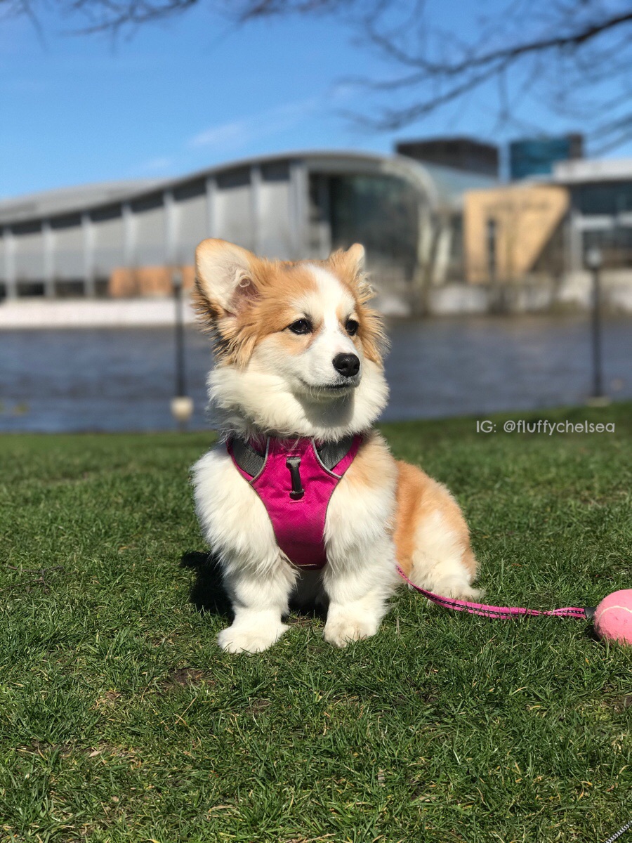 Pembroke Welsh Corgi dog portrait with perky ears