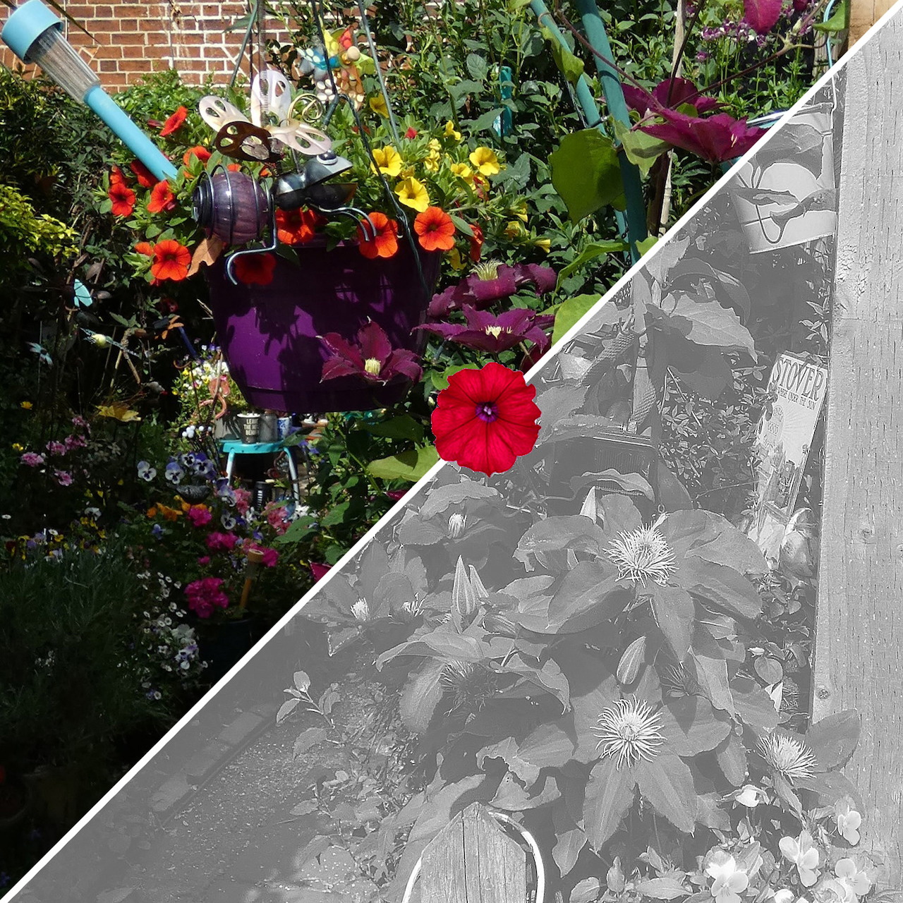 Colorful flower garden with a diagonal split to a grayscale floral overlay