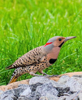 Northern Flicker woodpecker with spotted breast perched on a gray rock against green grass